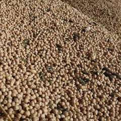 Arranca la campaña de la patata con previsión de un 4% menos de cosecha