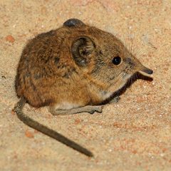 Un biólogo segoviano prueba que el cráneo de las musarañas se contrae en invierno