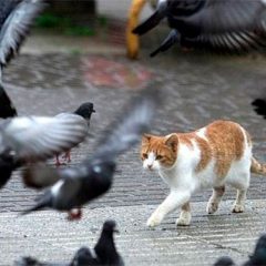 Nueva edición del concurso de perros mestizos y de fotos de gatos