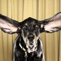 Si aplaudes con las orejas puedes usar las manos para ver la ciudad