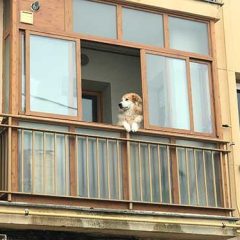 Caretas que se ponen, caretas que se caen