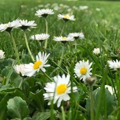 El canal, el cauce y el copón