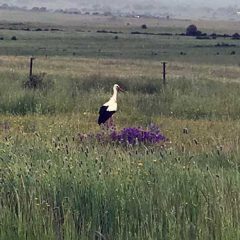 De los tribunales al Congreso hay algunas paradas de autobús