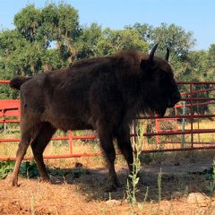 Capturada en los pinares de Segovia una bisonte tras 120 días de fuga y acecho