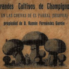 El Champiñón de ‘El Parral’ (y 2)