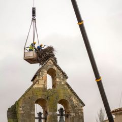 Retiran un nido de cigüeñas del campanario de la Santa Cruz