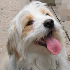 Hontanares se pone firme con los ladridos de perros a horas intempestivas