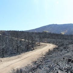 Declarado extinguido el incendio de La Granja y Tragsa inicia la recuperación