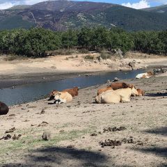 Segovia seguirá tirando del agua de El Pontón, que acumula reservas para 5 meses