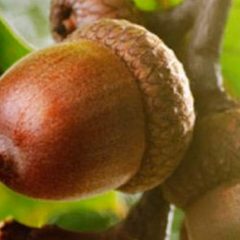 La Asamblea por el Clima invita a plantar bellotas en Las Arenas