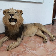 Tu lo que quieres es que te coma el león