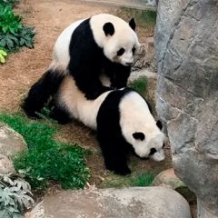 Diario de la cuarentena: Hacer el ying-ying