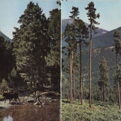 Tarjetas Postales de Segovia: Bosque de Valsaín