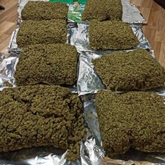 Detenido en la A1 un pasajero de autobús de línea cargado con 28 kilos de marihuana