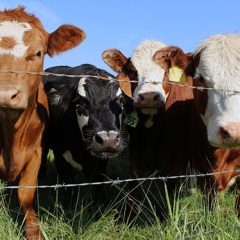 La Junta anuncia la desaparición de las prohibiciones de movimiento de ganado