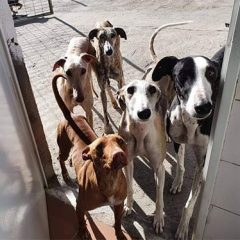 La defensa de los animales y la salud mental a debate en el pleno