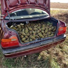 Incautados en un coche 500 kilos de piña piñonera sustraídos de un pinar de Lovingos