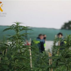 La Guardia Civil de Segovia acaba con una compleja organización de tráfico de marihuana