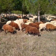 “Segovia puede haber perdido el 40% de su cañada ovina en 3 o 4 años”
