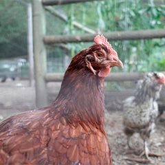 La gripe aviar obliga a “confinar”  gallinas y aves de corral de 21 municipios segovianos