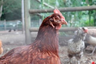 Segovia intensifica la vigilancia tras el avance de la gripe aviar