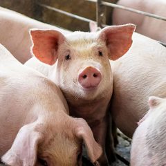 Estudio sobre bienestar animal en las granjas del grupo José María