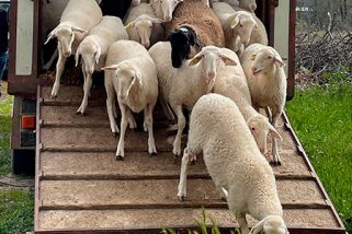 Traje de verano para las “ovejas funcionarias” de Trescasas