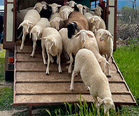 Traje de verano para las “ovejas funcionarias” de Trescasas