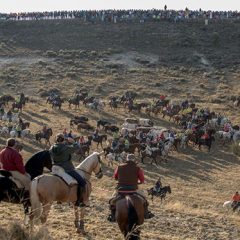Cuéllar reduce a la mitad la participación de caballistas en los encierros