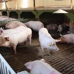 El sector porcino llama a la prudencia y reclama controlar la sobrepoblación de jabalíes