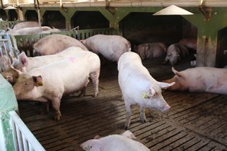 Segovia, sin nuevos focos de gripe aviar en un panorama donde irrumpe la peste porcina