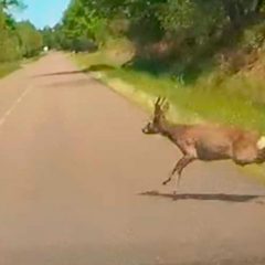 Aumentan un 80% los accidentes por corzos y jabalíes en las carreteras de Segovia