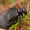 Descubierta una nueva especie de escarabajo en el puerto de la Quesera
