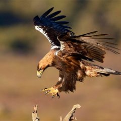 El águila imperial remonta el vuelo en Segovia