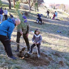 Opinión: Un plan de arbolado para Segovia