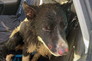Denuncian el maltrato a un perro al que produjeron heridas y quemaduras