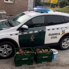 Decomisados 75 kg de níscalos y 48 kg de boletus