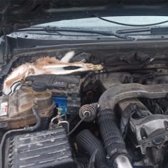 Denunciado un reincidente de la caza furtiva de liebres con galgos