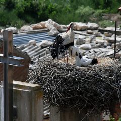 El refugio de rapaces de Montejo cumple 49 años