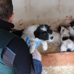 Denunciado por mutilar orejas y rabos a perros