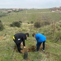Escolares plantan encinas en La Albuera por el Día del Arbol