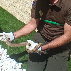 Capturan una culebra de escalera en una vivienda de Palazuelos