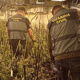 Seis detenidos y más de 10.000 plantas de marihuana incautadas en Segovia, Madrid y Toledo