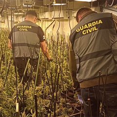 Desmantaleado un cultivo en Navalmanzano con 30 kilos de marihuana
