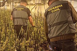 Seis detenidos y más de 10.000 plantas de marihuana incautadas en Segovia, Madrid y Toledo