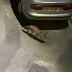 El zorro fugitivo: nuevo vecino de Tabanera del Monte