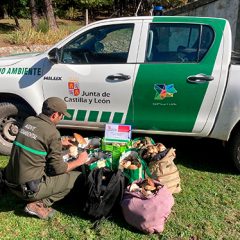 Decomisados más de 90kg de boletus en varios controles en la provincia