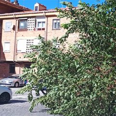 Ocho heridos y más de 600 emergencias por viento en Castilla y León