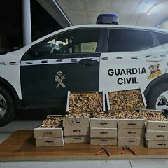 Decomisados más de 65kg de níscalos en los montes de la provincia