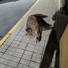 Aparece un jabalí muerto en pleno centro de Palazuelos